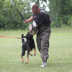 Azog z Glaurung german shepherd bite jason bane